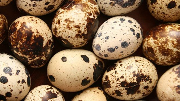 Beneficios de comer huevos de codorniz