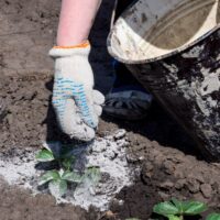 Mano esparce ceniza en un jardin