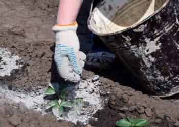 Ceniza de madera para el jardín, mejores usos y tipos de plantas