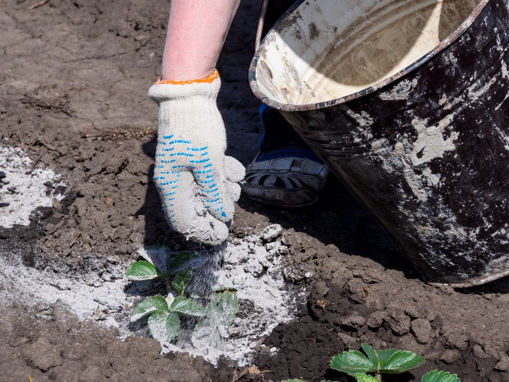 Ceniza de madera para el jardín, mejores usos y tipos de plantas