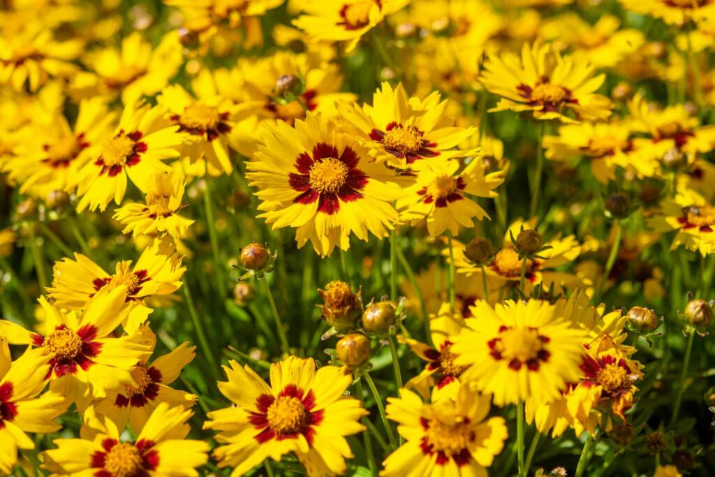 Coreopsis