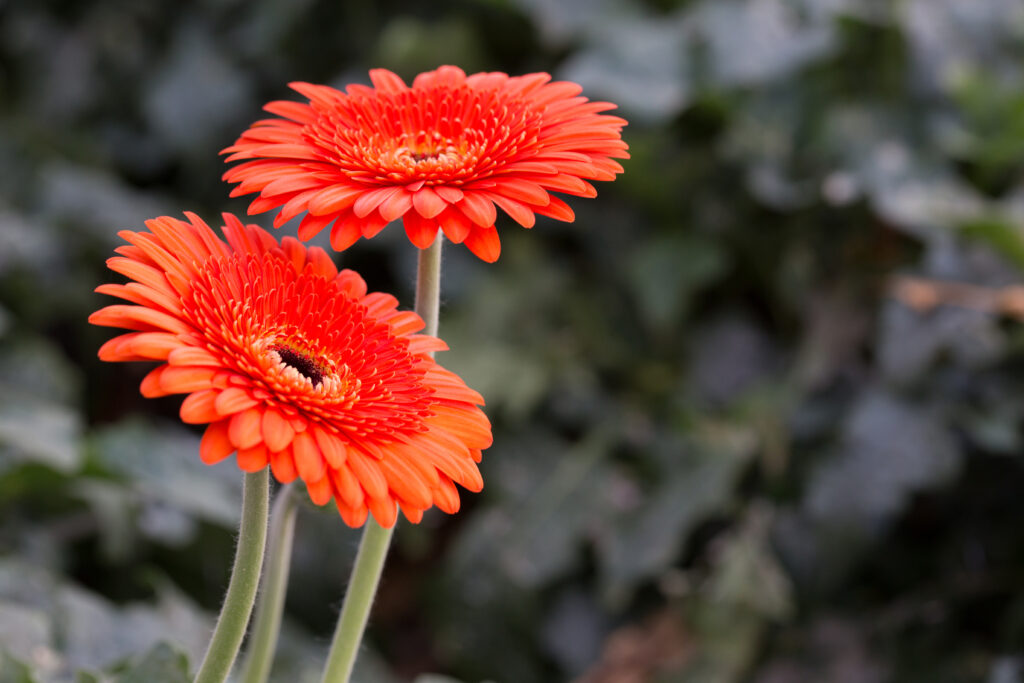 Margaritas de Transvaal o Gerbera