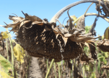 ¿Por qué se mueren mis girasoles y cómo salvarlos?