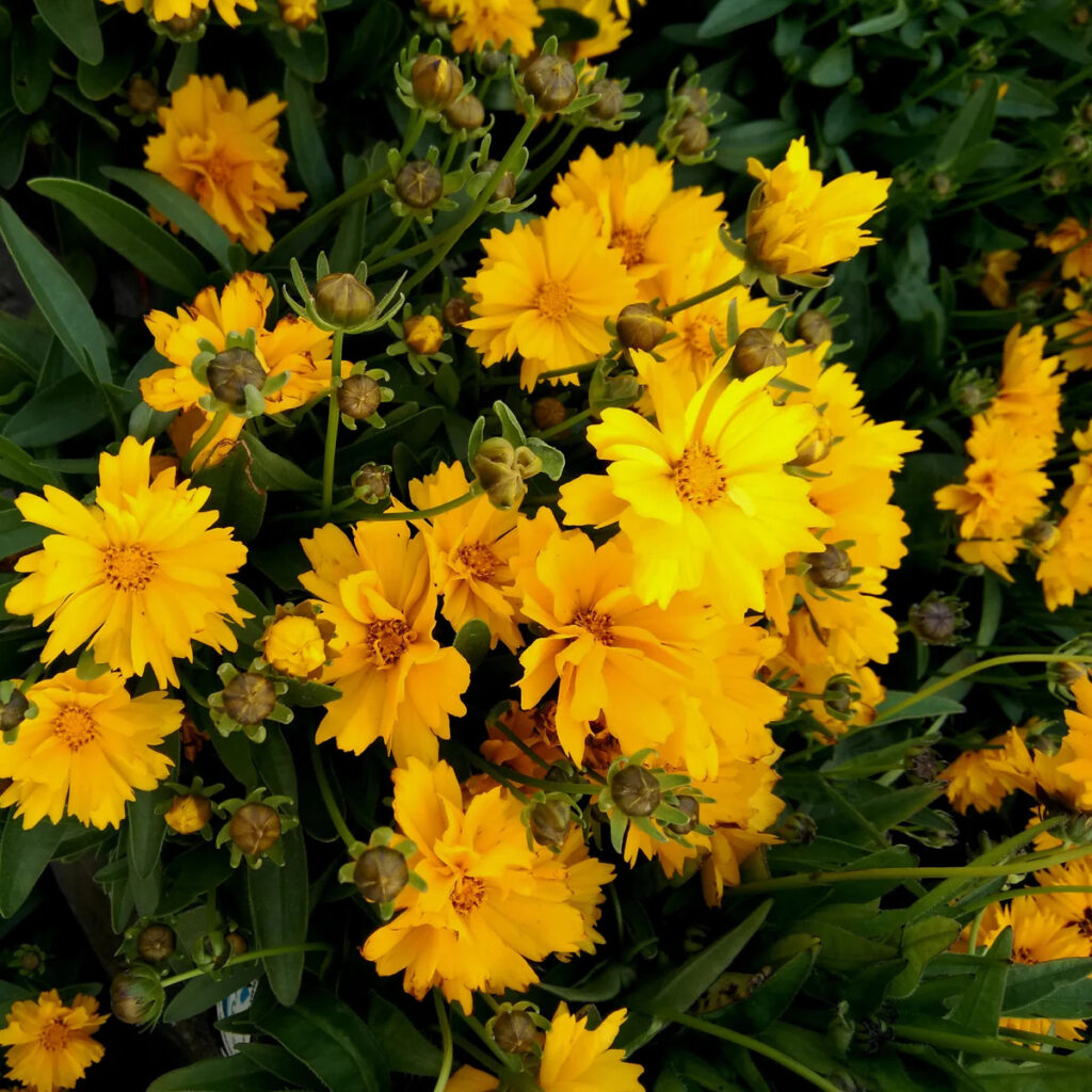 Coreopsis flor