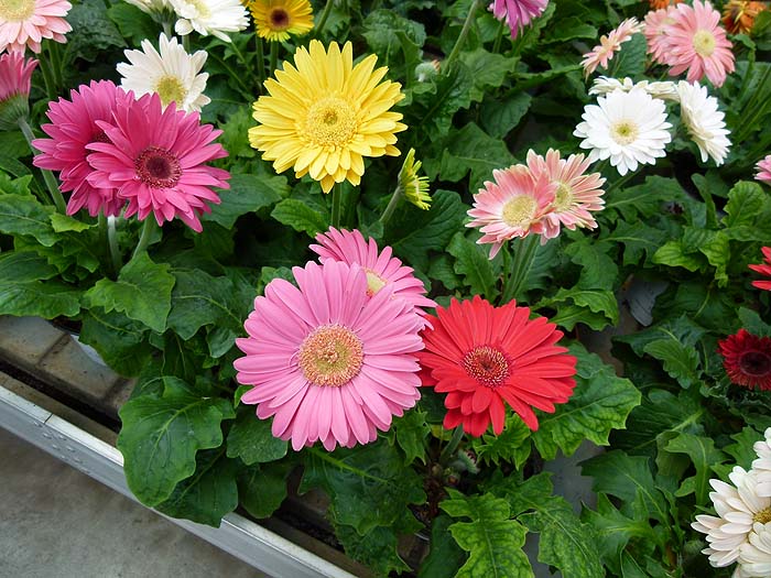 Margarita gerbera