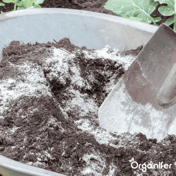 ¿Se puede compostar la harina?  (Y 10 formas de deshacerse de la harina vieja)