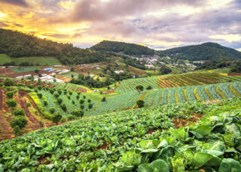 ¿Qué es la Agricultura Ecológica? Características  de la agricultura orgánica