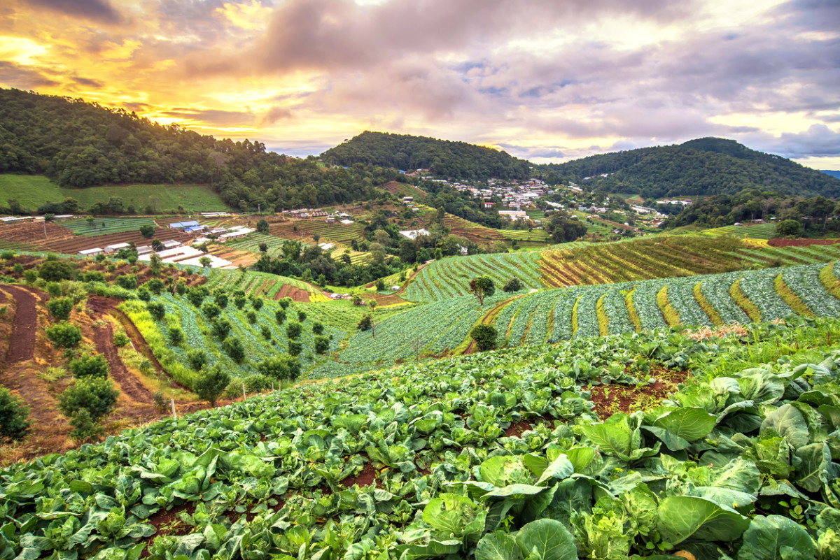 ¿Qué es la Agricultura Ecológica? Características  de la agricultura orgánica