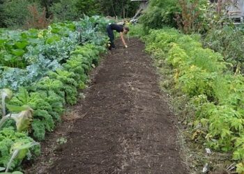 Agricultura Biointensiva: Importancia, Ejemplos y Principios