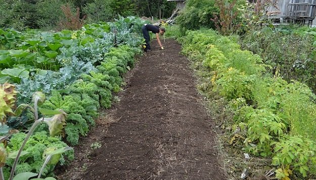 Agricultura Biointensiva: Importancia, Ejemplos y Principios