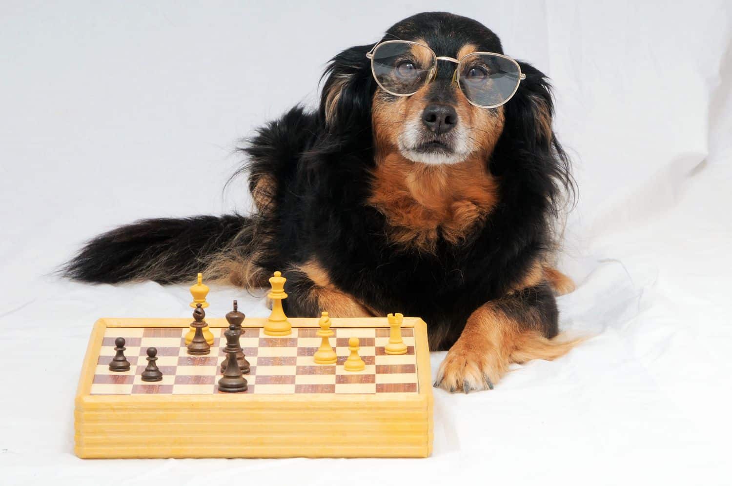 10-Brain-Games-to-Play-With-Your-Dog