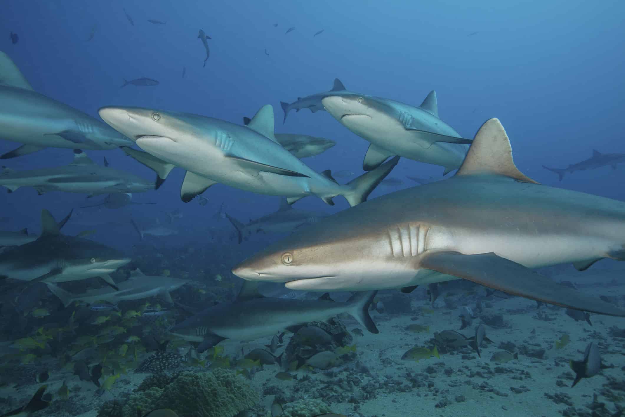 10-Endangered-Shark-Species-You-Should-Know