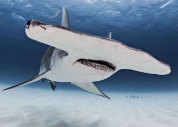 10 animales con más probabilidades de matarte que los tiburones