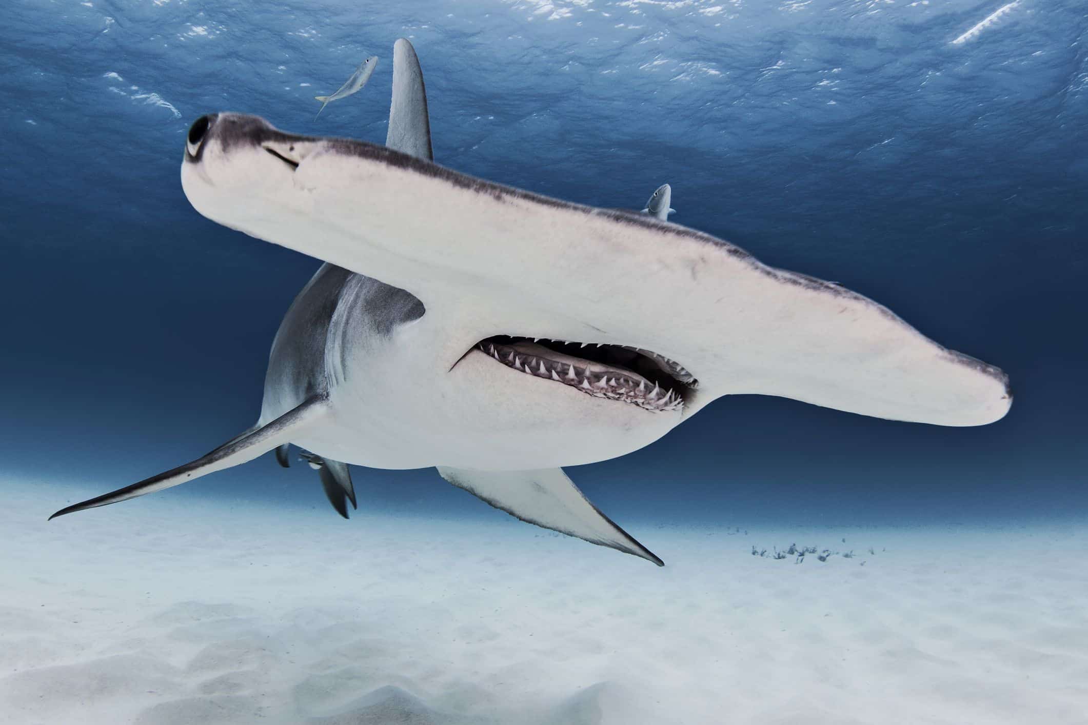 10 animales con más probabilidades de matarte que los tiburones