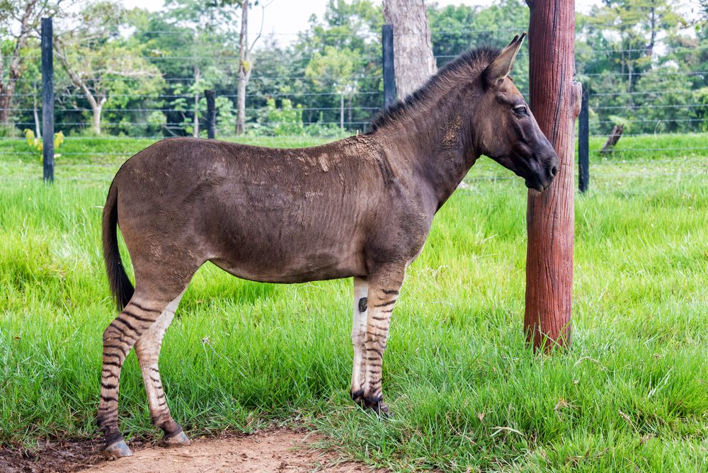 10 asombrosos animales híbridos