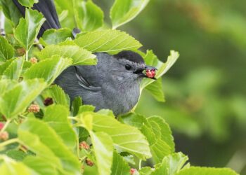 10 bayas que aman los pájaros