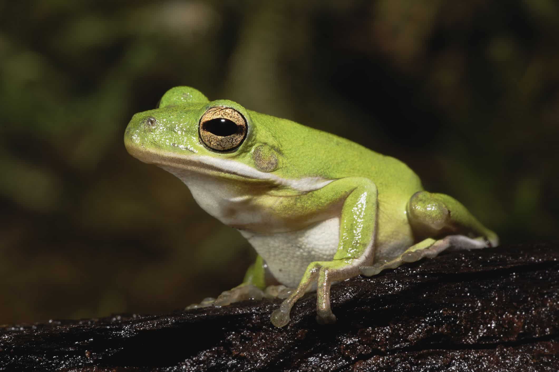 10-datos-interesantes-sobre-las-ranas-arboricolas-verdes-americanas