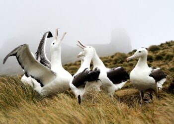 10 extrañas y hermosas danzas de cortejo de pájaros