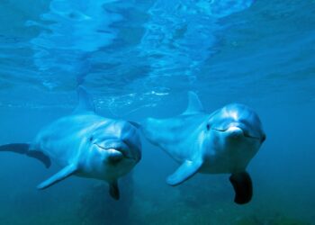 10 razones por las que los delfines son innegablemente asombrosos