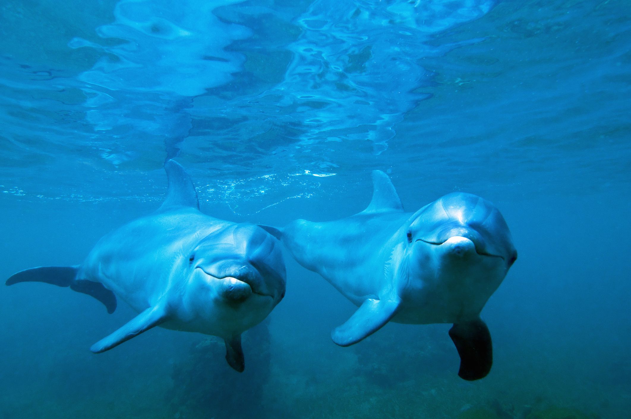 10-razones-por-las-que-los-delfines-son-innegablemente-asombrosos