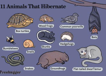 11 animales que hibernan además de los osos