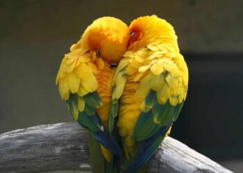 11 animales que se aparean de por vida