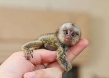 11 de los mamíferos más pequeños del mundo