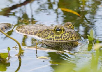 12 animales con nombres de otros animales