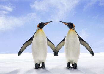 12 datos curiosos sobre los pingüinos