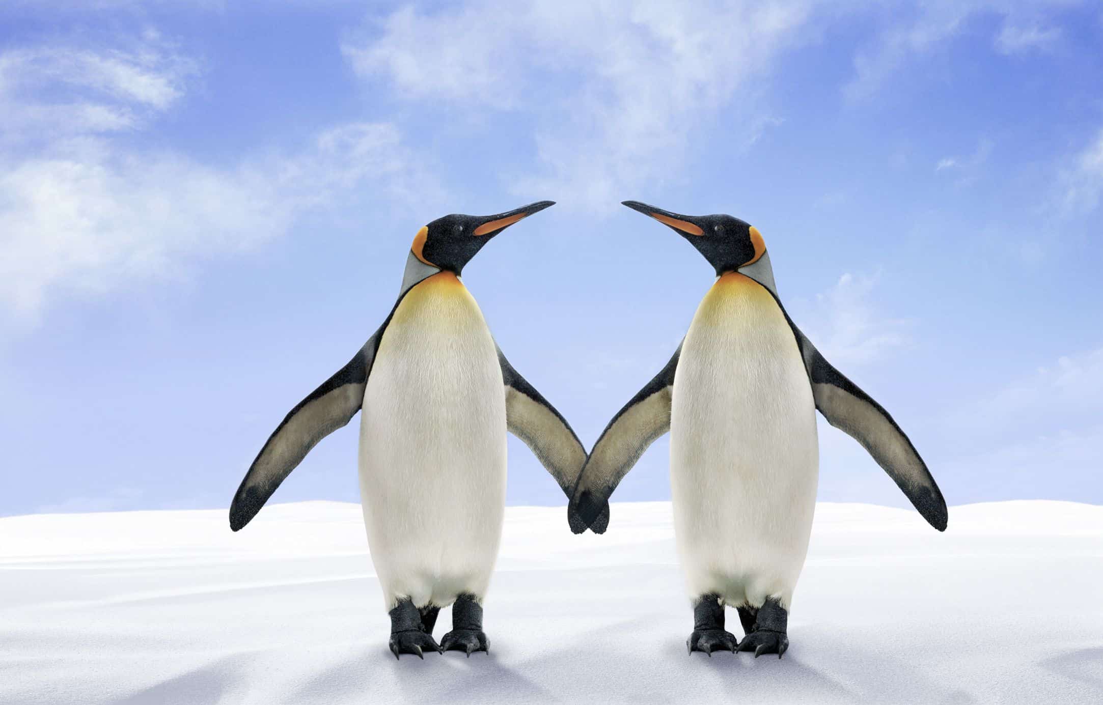 12-datos-curiosos-sobre-los-pinguinos