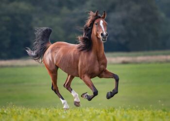 12 hechos asombrosos sobre los caballos