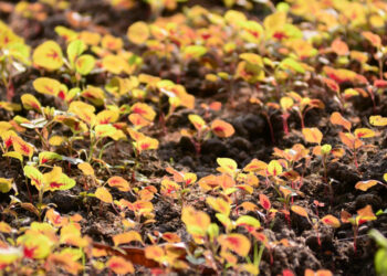 La desaparición de la biodiversidad es crucial para la alimentación y la agricultura