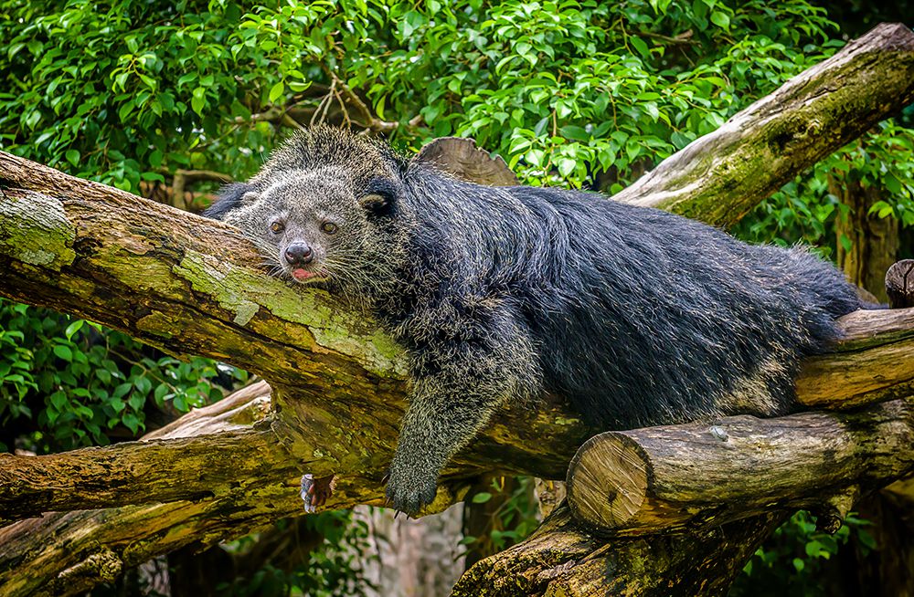 14 animales que huelen a bocadillos