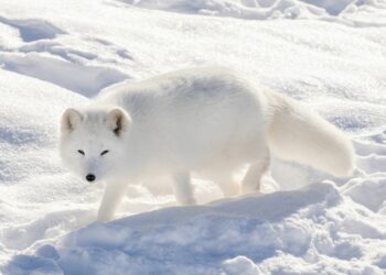 15 asombrosos animales camuflados