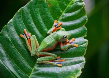 15 especies de ranas fascinantes