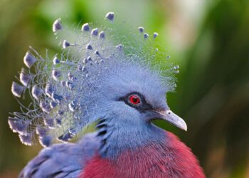 15 pájaros con peinados más elegantes que tú