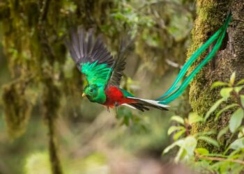 15 pájaros con plumas de cola espectacularmente elegantes