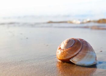 16 animales que son fósiles vivientes