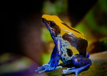 16 ranas venenosas que son hermosas pero mortales