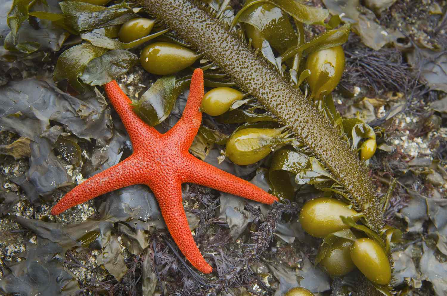 20-especies-de-estrellas-de-mar-extranas-y-hermosas