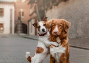 4 consejos para traer a casa un segundo perro