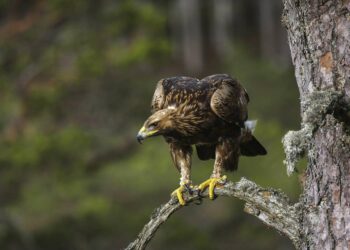 5 pájaros que podrían robarle a su niño pequeño