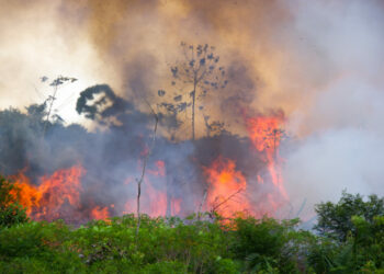 Plantamos 1000 árboles, o ¿cómo podemos combatir los incendios en el Amazonas?