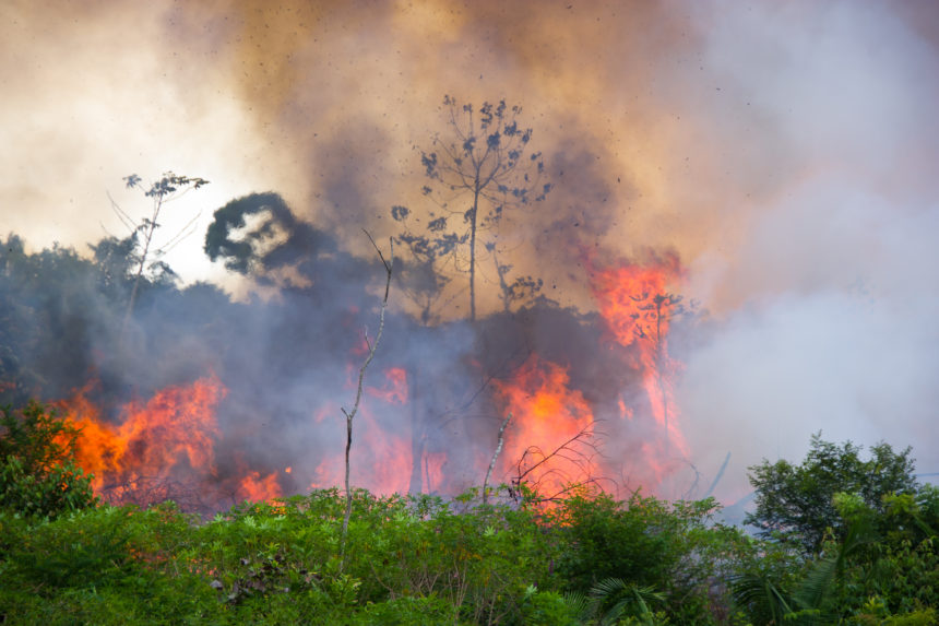 Plantamos 1000 árboles, o ¿cómo podemos combatir los incendios en el Amazonas?