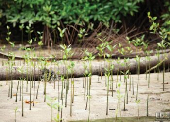 ¡Plantamos 1 árbol por cada pedido!