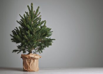 Todo sobre los árboles de Navidad, es decir, una ecoguía prenavideña