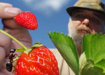7 animales que saben cultivar