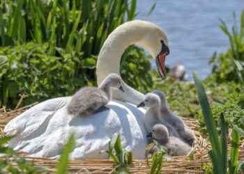 8 animales bebés que no se parecen a sus padres