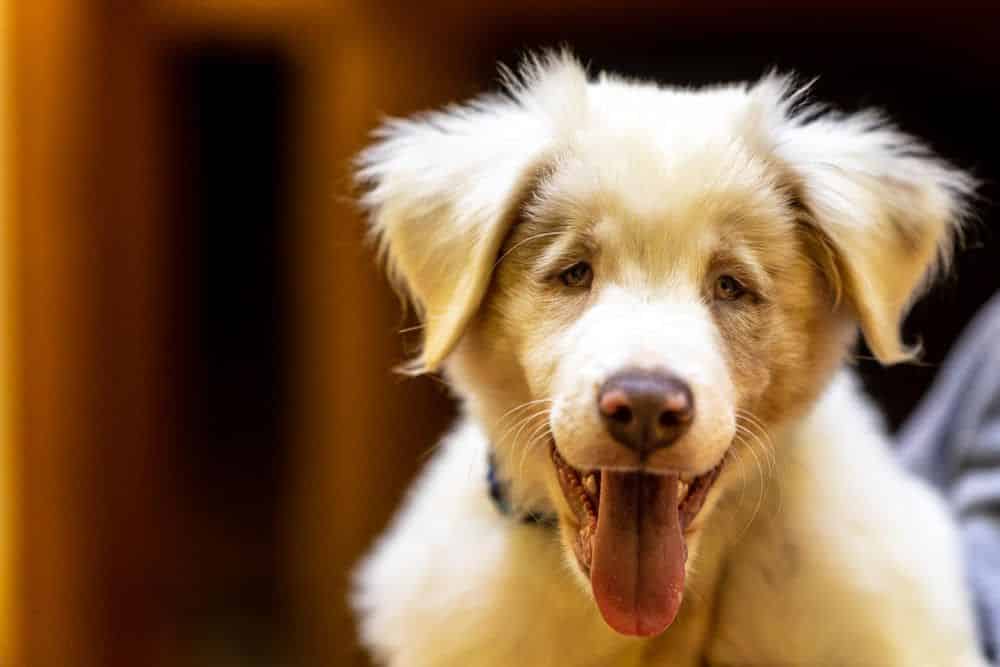 8-cosas-que-debe-saber-al-adoptar-un-perro-ciego