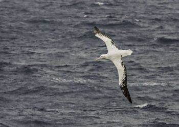 8 datos asombrosos sobre los albatros